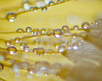 Yellow Dandelion Art - extreme closeup dandelion seeds raindrops yellow 8x10 prints large art 11x14 dandelion print 16x24 "Sunshine Sweepers