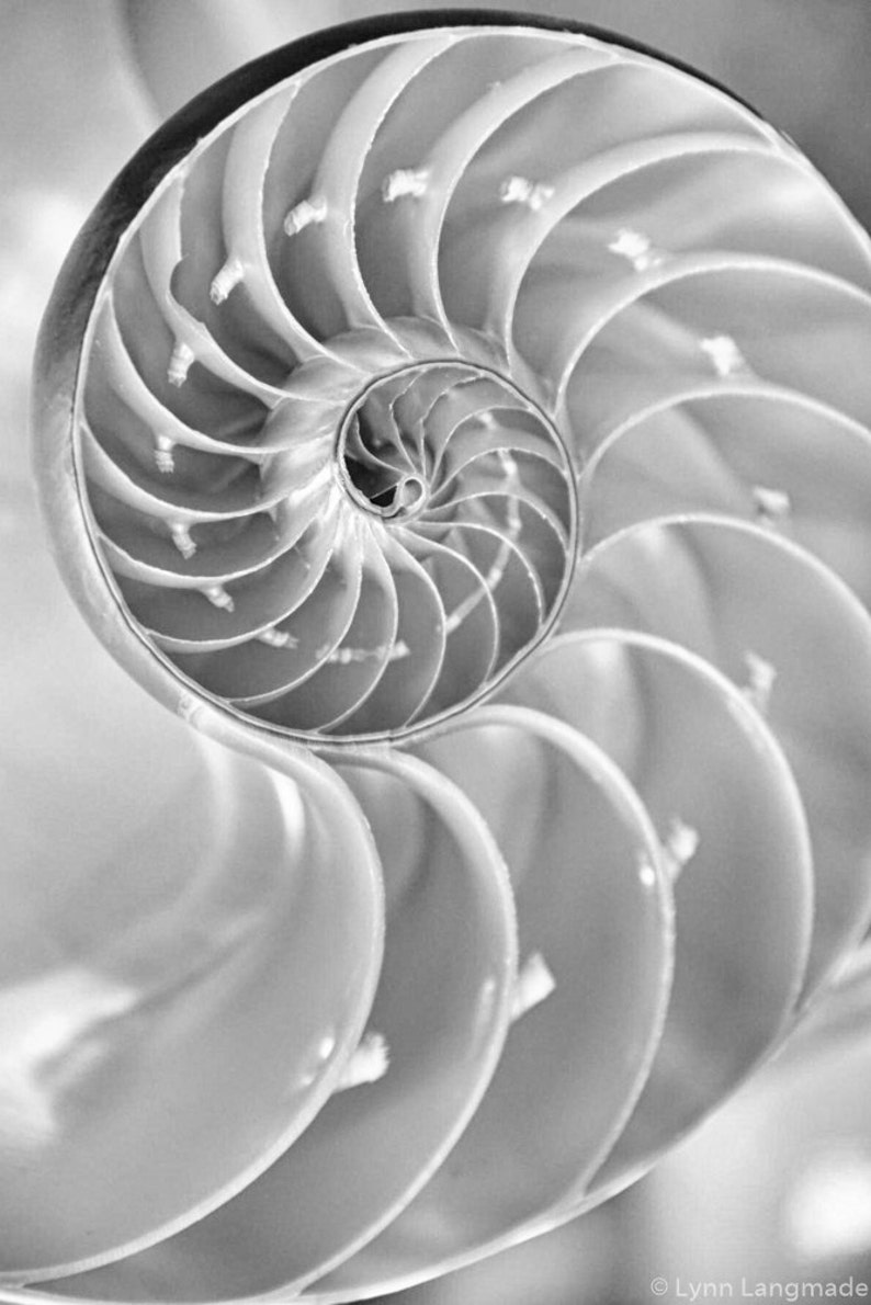 Nautilus shell print black and white nautilus photography 5x7 8x10 photo ocean seashell wall art 11x14 bathroom decor 24x36 golden ratio