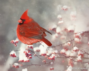 Red Cardinal In Snow - Christmas wall decor 11x14, bird red white winter canvas art 16x20 snow landscape winter forest art "Christmas Carol"