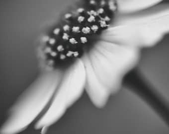 Flower Black and White - wildflowers floral art 8x10 photo dark gray 11x14 charcoal bathroom wall decor 16x24 floral print - "Starry Night"
