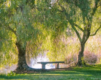 Nature Photography - bench trees mothers day gift green and purple 8x10 prints mothers day wall decor 11x14 spring photography 16x20 mom 5x7