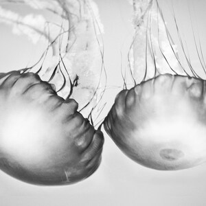 Black and White Photography jellyfish photograph, black and white jellyfish, ocean, sea, beach home decor, jellyfish prints Soul Mates image 4