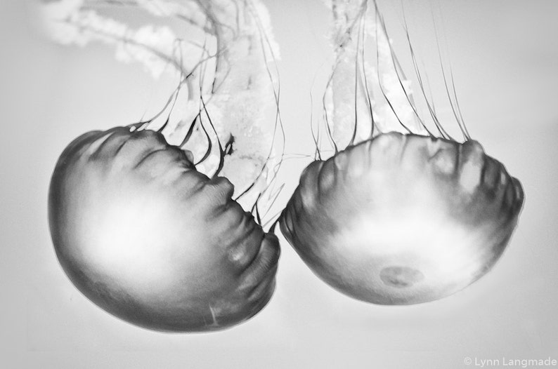 Black and White Photography jellyfish photograph, black and white jellyfish, ocean, sea, beach home decor, jellyfish prints Soul Mates image 4