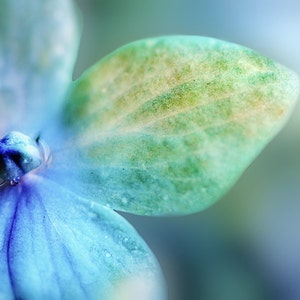 Flower Photography purple and green hydrangea flower w/ raindrops, winter, home decor, nature wall art, hydrangea photo Perennial image 1