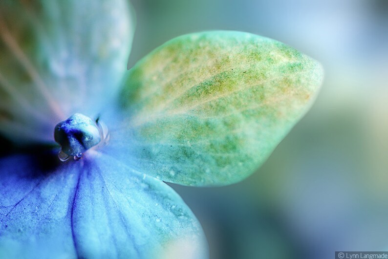 Flower Photography purple and green hydrangea flower w/ raindrops, winter, home decor, nature wall art, hydrangea photo Perennial image 1