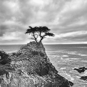 Black and White Photography tree Pacific ocean 20x30 coastal landscapes 16x20 tree pictures 11x14 tree photography large wall art Never image 5