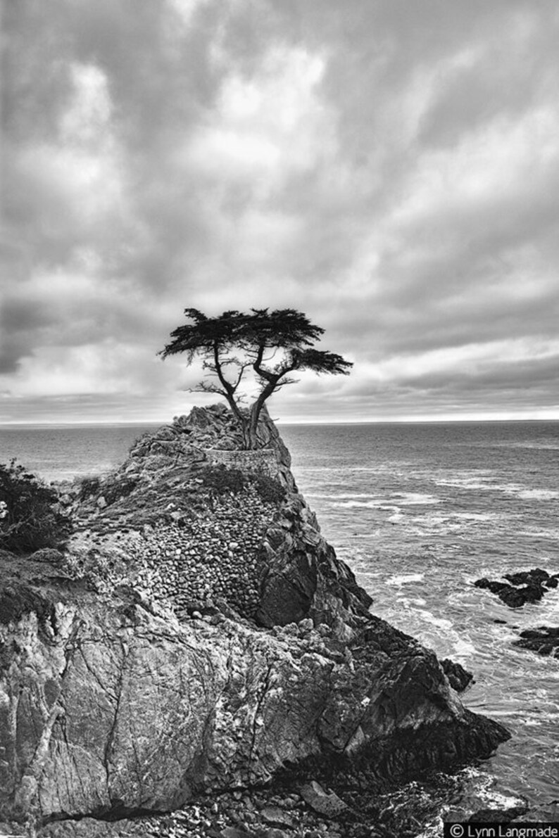 Black and White Photography tree Pacific ocean 20x30 coastal landscapes 16x20 tree pictures 11x14 tree photography large wall art Never image 5