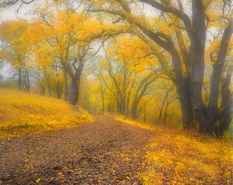 Fall Wall Art - tree yellow fall leaves autumn art fall foliage 8x10 prints 11x14 16x20 nature photography fall wall decor gold - "Warm Fog"