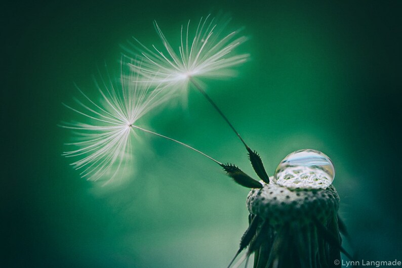 Flower Photography dandelion seeds raindrops green decor nature photography flower wall art dandelions white flowers print Holding On image 1