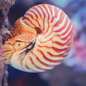 Ocean Photography - pink Nautilus underwater, ocean, sea life, California, pink and cream, ocean wall prints, nautilus wall art - "Clinger"