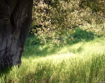 Landscape Photography -- tree and green grass spring tree photography tree wall decor nature print 16x20 11x14 brown and green - "Inertia"