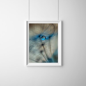 Flower Photography blue dandelion print winter print nature photography blue wall decor flower art 8x10 prints raindrops 11x14 16x20 brown image 5