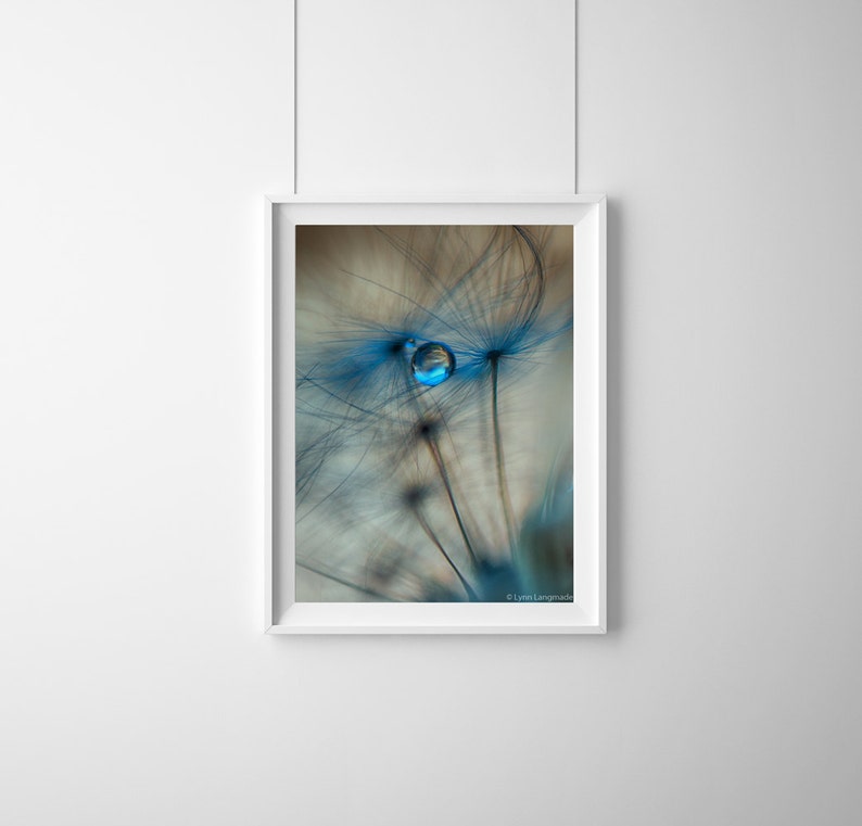 Flower Photography blue dandelion print winter print nature photography blue wall decor flower art 8x10 prints raindrops 11x14 16x20 brown image 5