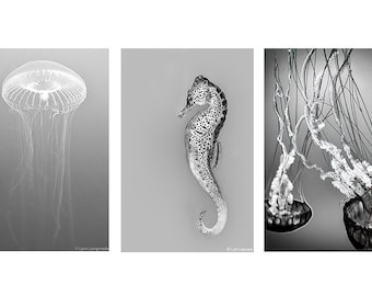 Black and White Jellyfish Print Set - Set of 3 photographs three, photo set, seahorse wall art, 3 prints sea life, jellyfish art, 8x12 16x24