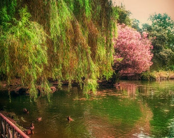 Rome Photography - villa borghese rome italy lake pink green travel photography 8x10 prints 11x14 photo 16x20 rome wall decor  "Resplendent"