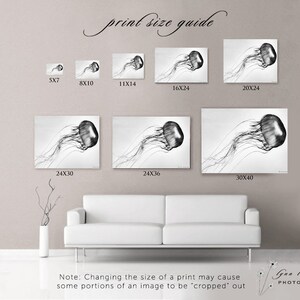 May include: A print size guide displays various sizes of a black and white jellyfish photograph. Sizes range from 5x7 inches to 30x40 inches. The text "print size guide" is at the top. The artist's name is at the bottom.