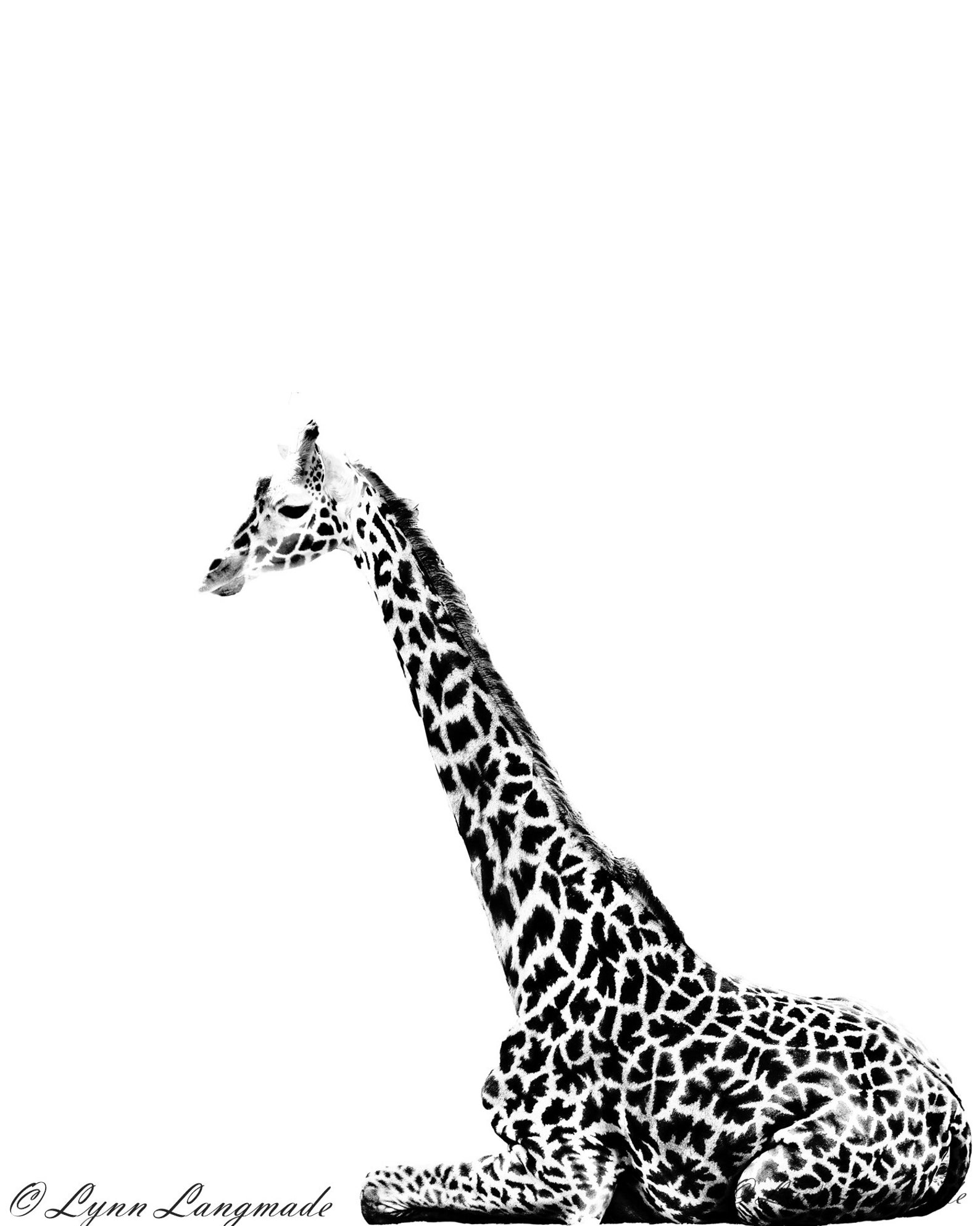 Black and White Giraffe Canvas Giraffe Printable Giraffe Etsy