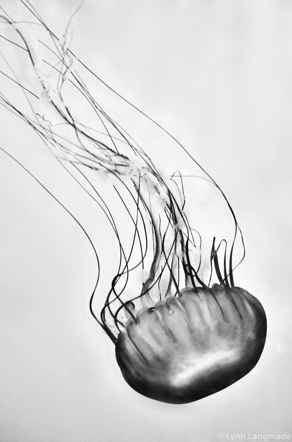 Black And White Jellyfish Photography Sea Nettle Jellyfish Etsy