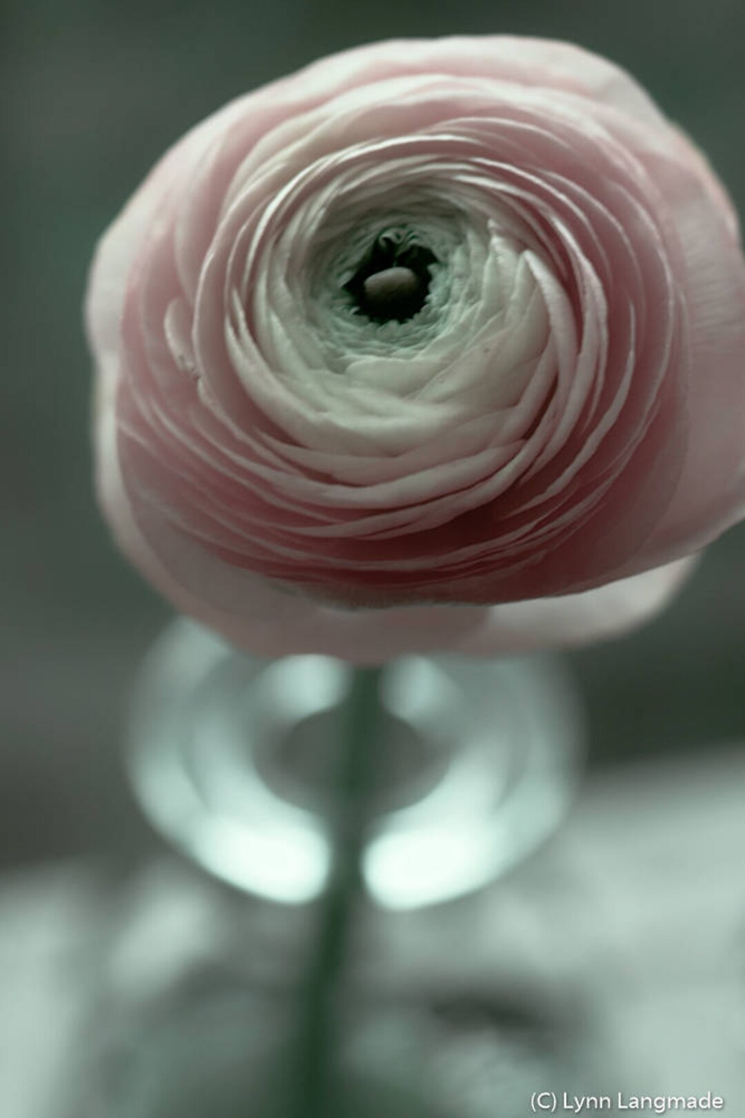 Pink Flower Art Pale Pink Ranunculus Flower Print 8x10 Photo 11x14