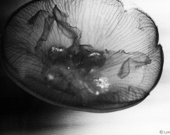 Black and White Photography - black jellyfish opening jellyfish art underwater photography 8x10 photo sea life jellyfish decor - "Expansion"