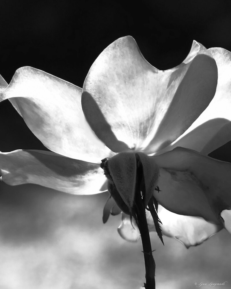 Rose Print Black and White Rose Wall Art 20x30 White Rose Etsy