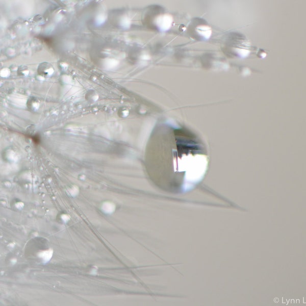 Dandelion Art - black and white dandelion closeup 8x10 photo 11x14 winter photography 16x20 bathroom wall decor  "Sparkle in your Eyes II"