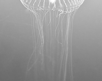 Black and White Photography - crystal jellyfish, jellyfish prints, black and white jellyfish, ocean, jellyfish wall art, decor - "Crystal"