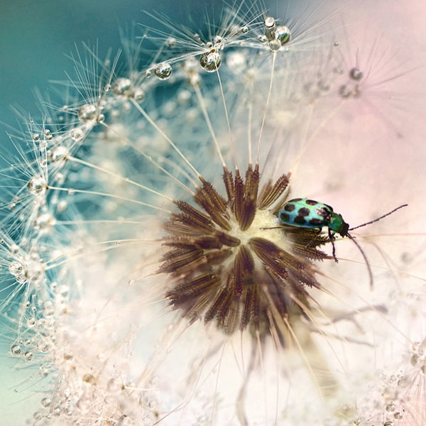 Nursery Photography - dandelion photograph, bug, pink and blue, nursery decor, dandelion wall art, nursery wall prints - "Bug Ferris Wheel"