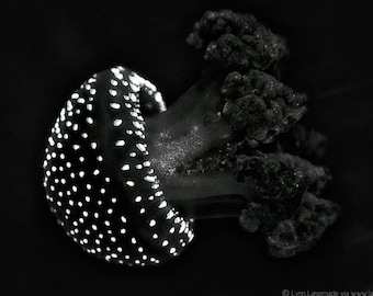 Black and White Photography - spotted jellyfish art ocean wall decor 12x18 black pictures sea life modern artwork polka dots - "Parachute"