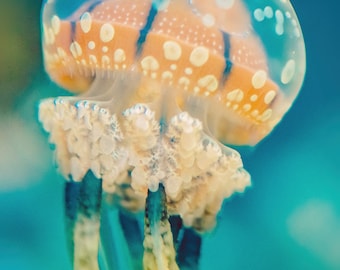 Underwater Photography - orange spotted jellyfish underwater ocean print jellyfish art teal blue wall decor 5x7 8x10 11x14 16x24 "Side Kick