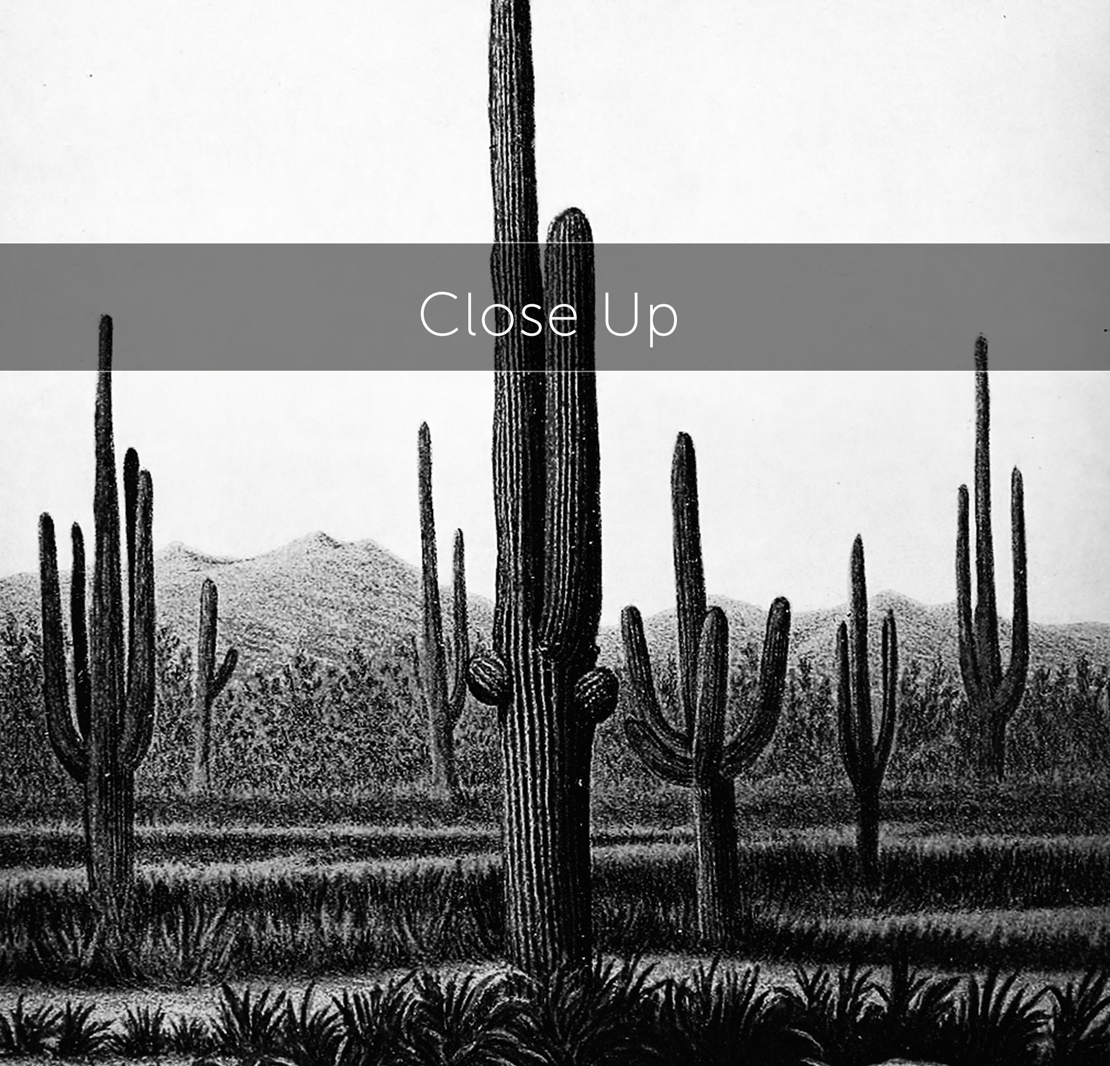 Cactus Wall Decor Black and White Cactus Print Southwestern Etsy