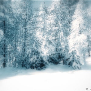 Nature Photography - winter photograph, trees covered in snow, Christmas, decor, winter wall art - blue photo - "Snowy Wood"