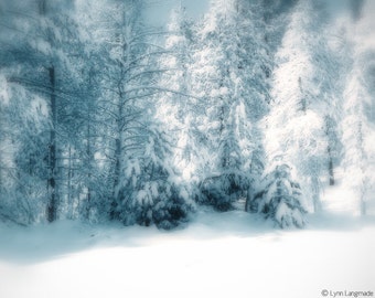 Nature Photography - winter photograph, trees covered in snow, Christmas, decor, winter wall art - blue photo - "Snowy Wood"