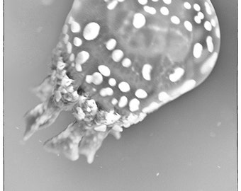 Black and White Photography - jellyfish photograph, black and white jellyfish with spots swimming, home decor, jellyfish art - "Space Cadet"