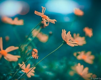 Flower Photography - orange daisies against blue daisy pictures flower wall art orange wall decor spring large wall art 16x20  "Friendship"