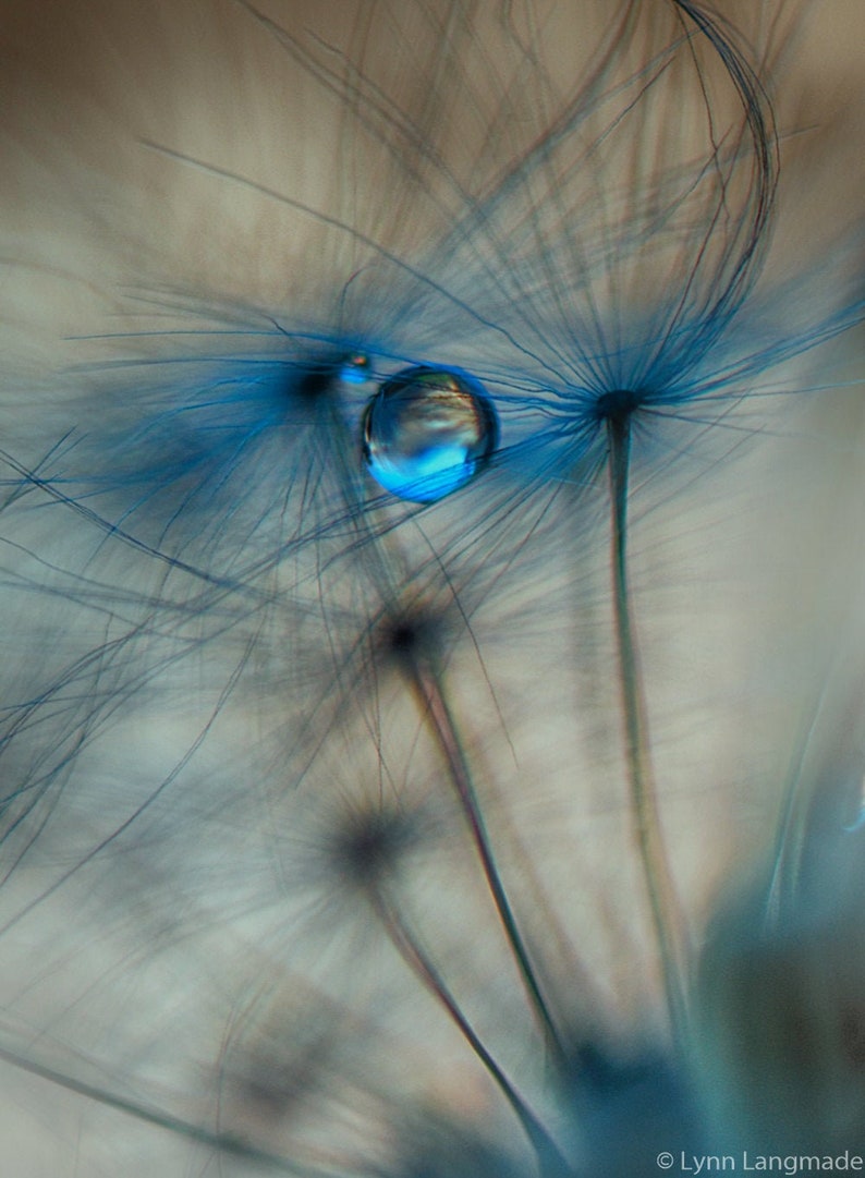 Flower Photography blue dandelion print winter print nature photography blue wall decor flower art 8x10 prints raindrops 11x14 16x20 brown image 1