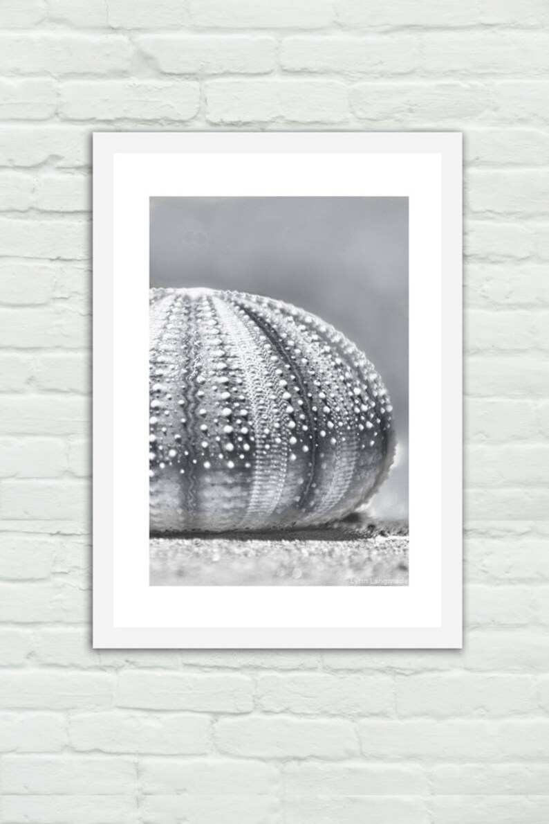 Sea Urchin Print Black and White Ocean Photography 5x7 8x10 Etsy