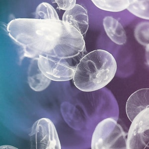 Jellyfish Photography - white moon jellyfish, ocean, sea life, blue and purple, jellyfish wall art, home decor, purple decor - &quot;Moonlight&quot;