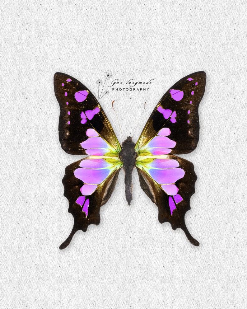 Butterfly Gifts Butterfly Prints SET of 9 Real Rainbow Etsy