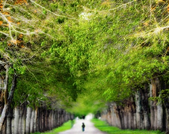 Paris Photography - path with trees, green and brown, Fontainebleau palace, nature wall print paris wall decor 8x10 11x14 - "Sanctuary"