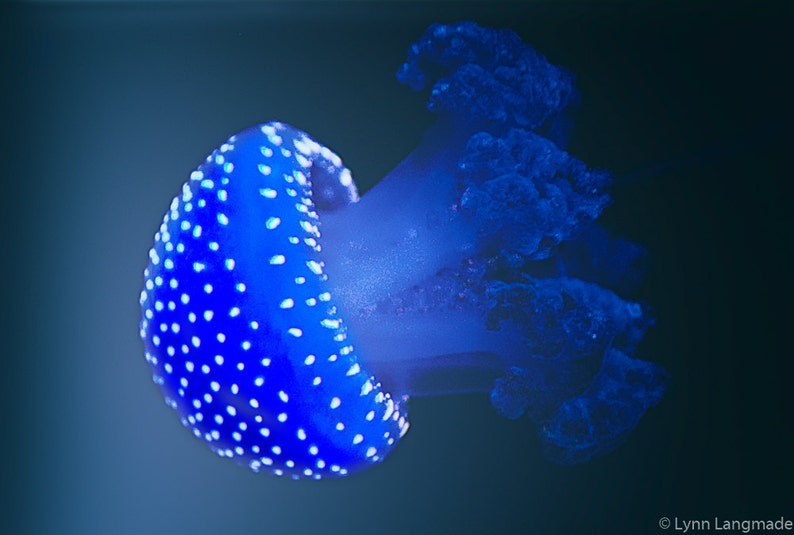 Jellyfish Photography Electric Blue Jellyfish Print 8x10 Etsy