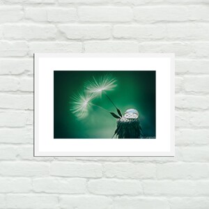 Flower Photography dandelion seeds raindrops green decor nature photography flower wall art dandelions white flowers print Holding On image 2