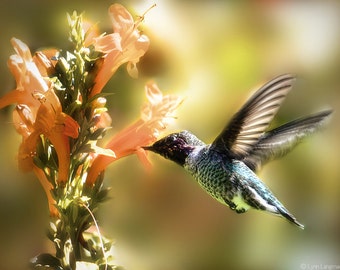 Hummingbird Photography - hummingbird with orange flower, nature photography, bird photography, summer photos, bird decor - "Indian Summer"