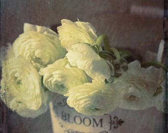 Country Cottage Decor - cream ranunculus flowers gray still life photography 8x10  photo 11x14 still life cottage chic art 16x20 "Quiet Hour