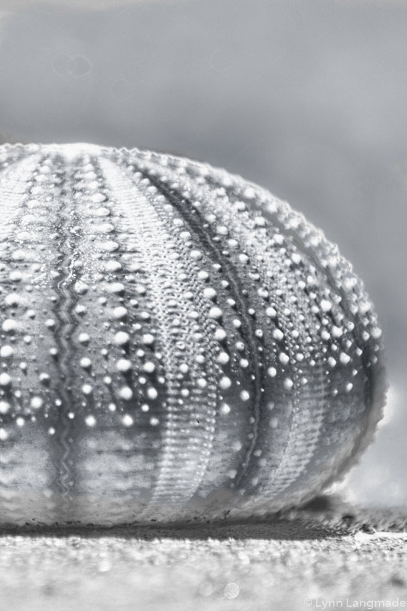 Sea Urchin Print Black and White Ocean Photography 5x7 8x10 Etsy