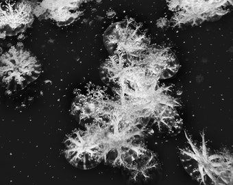 Black and White Underwater Photography - baby jellyfish 8x10 sea life 5x7 11x14 black and white jellyfish art ocean wall decor Falling Stars