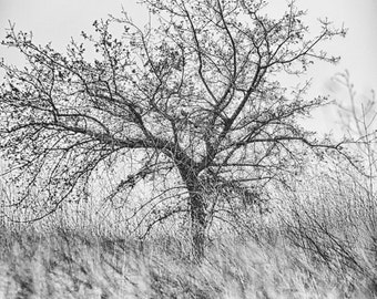 Black and White Photography - black and white tree in grass, landscape photography, home decor, nature wall print, tree photo, "Simple Life"