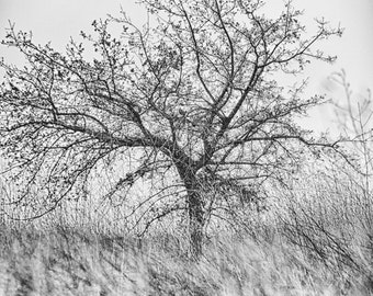 Black and White Tree Photography – Nature Wall Art Print