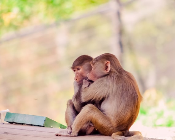Hugs monkey discount