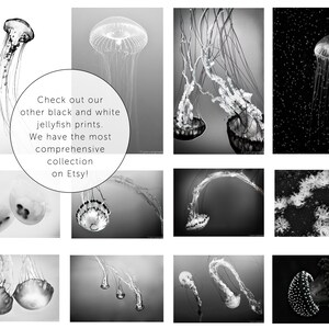 Black and White Photography jellyfish photograph, black and white jellyfish swimming, home decor, jellyfish wall prints Suspended image 4